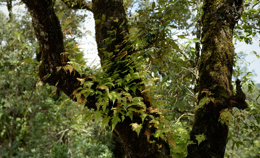 Tree trunk covered with moss and ferns