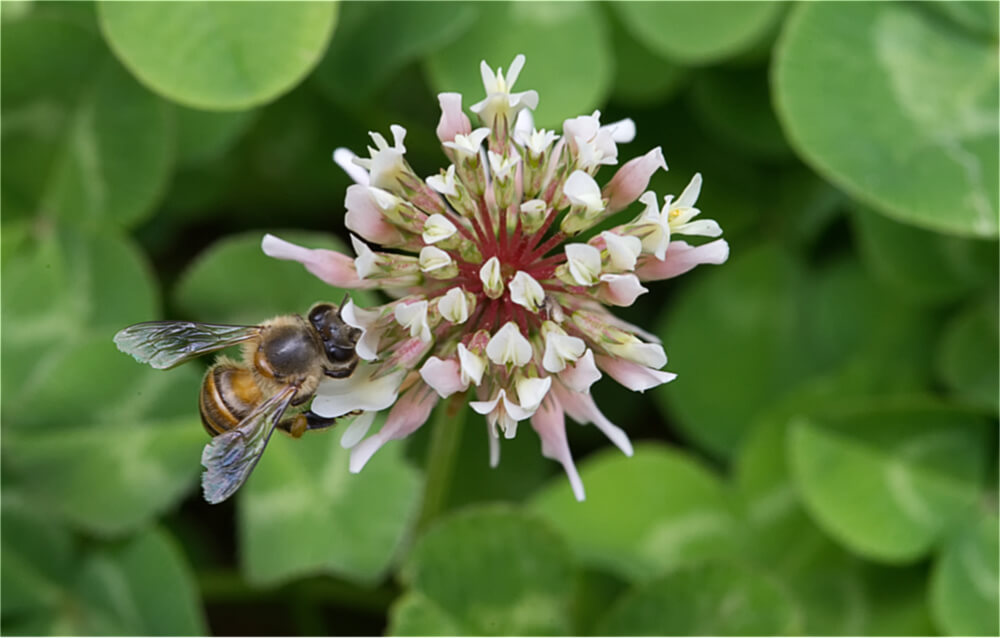 Bee on White Clover