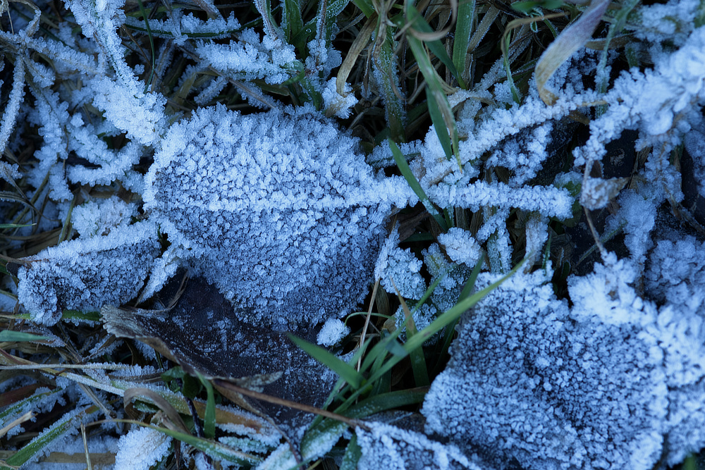Frost crystals on leaves