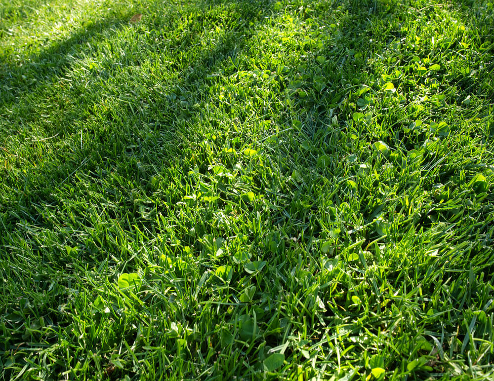 Close-up of Lawn