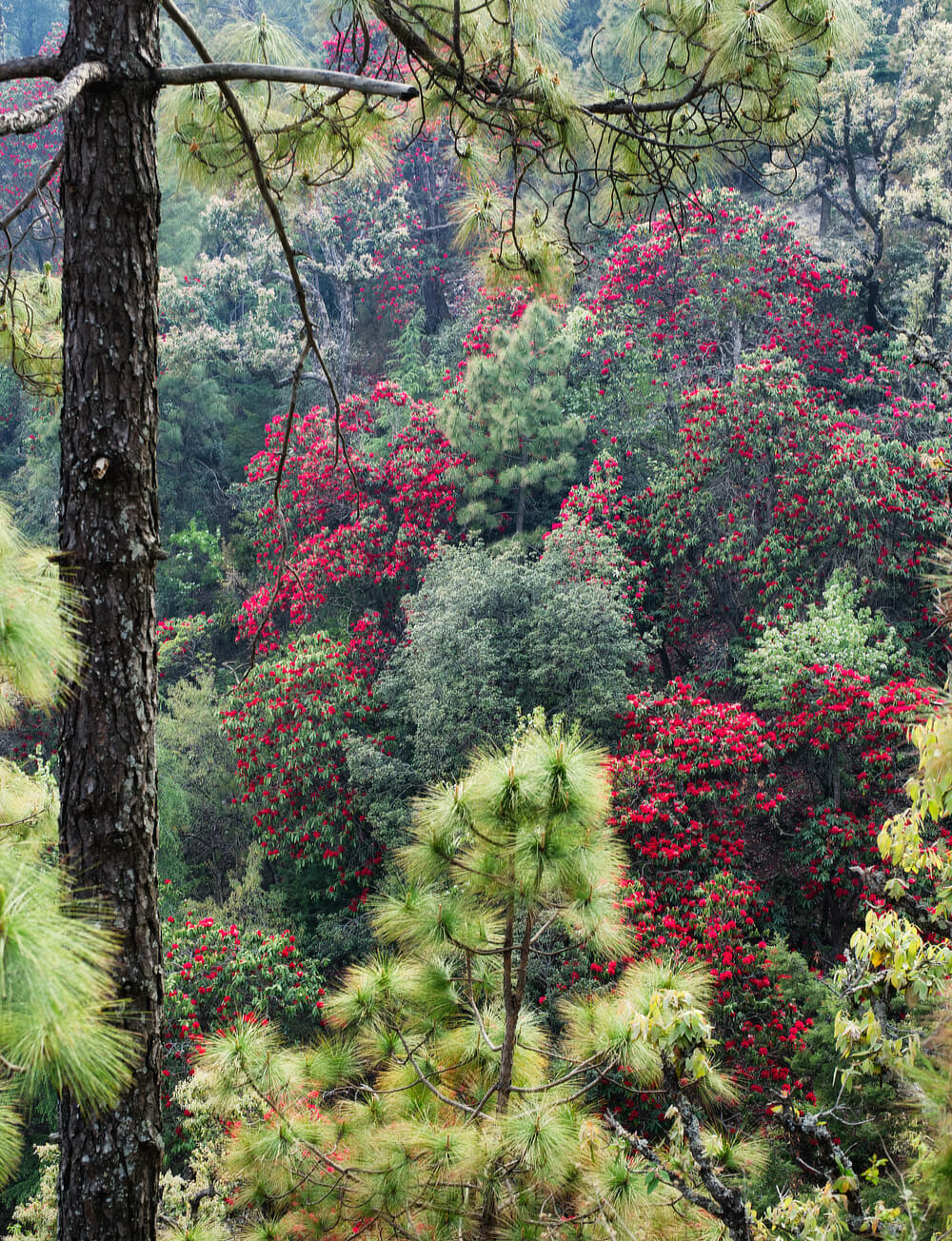 Rhodendrons in Pine Forest