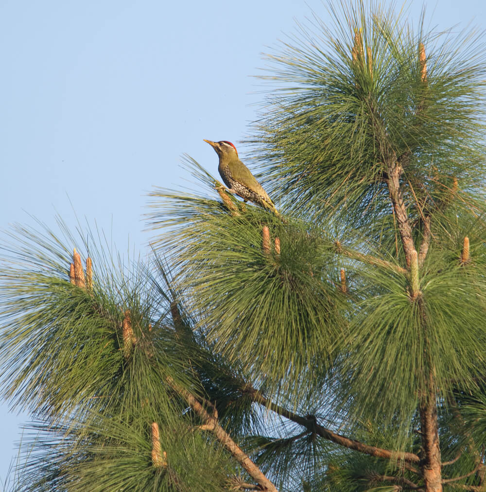 Scaly Bellied Woodpecker on a Pine