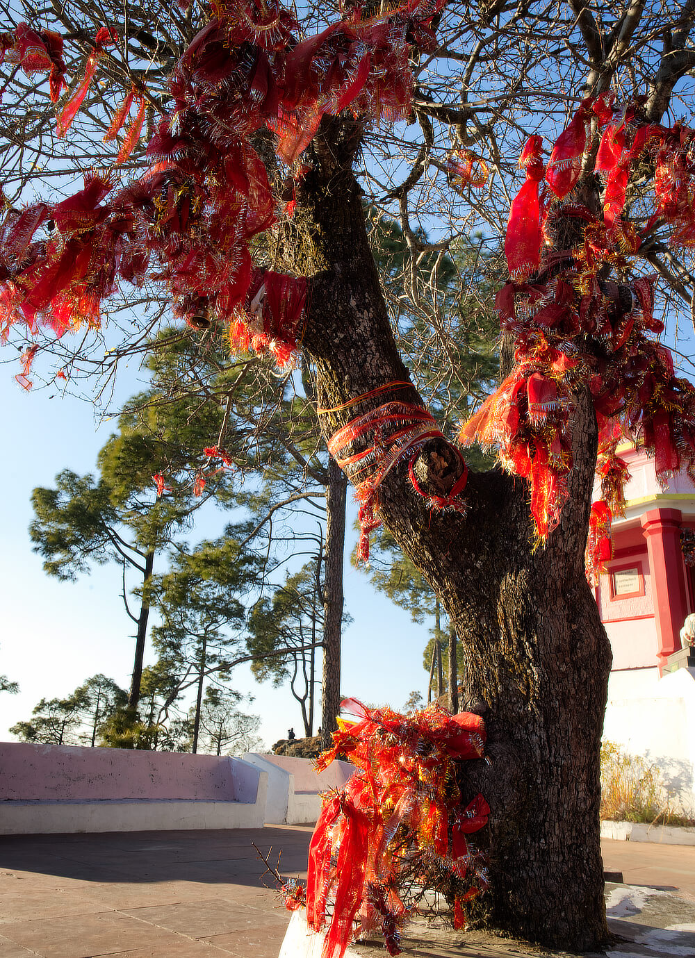 Tree at Kasar Devi